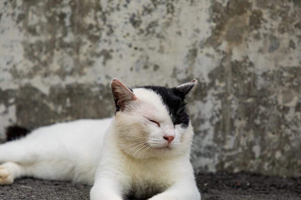 猫さん